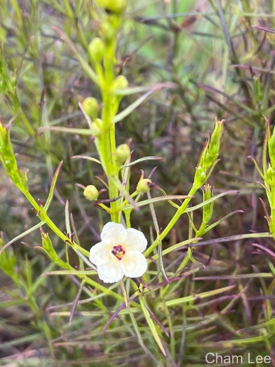 Sopubia trifida Buch.-Ham. ex D.Don